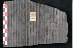 Foto (Detailansicht) von Sigillaria sp.  (NHMW-GEO-2024-0188-11099)